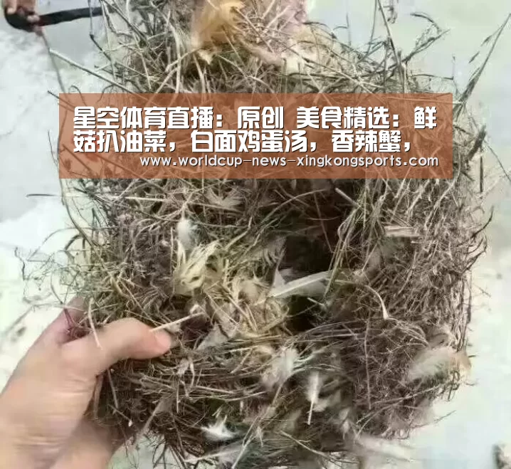 星空体育直播